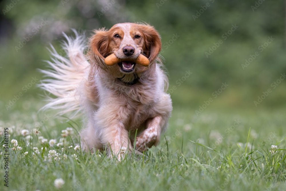 Springer Spaniel dog running towards the camera fetching a sausage.