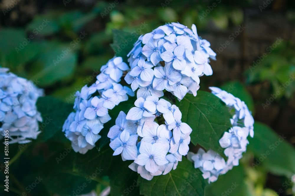 Blue hydrangea on blooming shrubs in a garden among dark green leaves. Summer flowers. Beautiful floral background for greeting card in birthday, anniversary, wedding. Stems, spherical inflorescences. Blue hydrangea on blooming shrubs in a garden among dark green leaves. Summer flowers. Beautiful floral background for greeting card in birthday, anniversary, wedding. Stems, spherical inflorescences.
