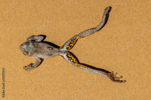 Australian Peron's Tree Frog that has recently died from confirmed Chytrid Fungus disease photo