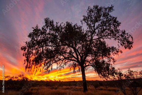 Foto Australian Desert Oak at sunset
