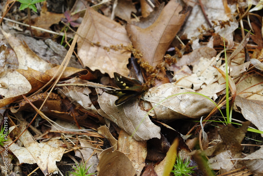 Dark brown folded-wing skipper butterfly with light spots on wings. Brown folded-wing skipper butterfly close up macro isolated. Dark brown folded-wing skipper butterfly with light spots on wings. Brown folded-wing skipper butterfly close up macro isolated.