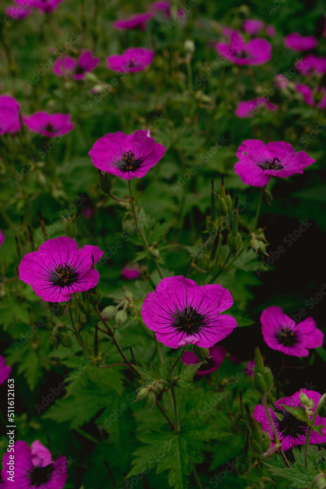 Blümchen Blümchen