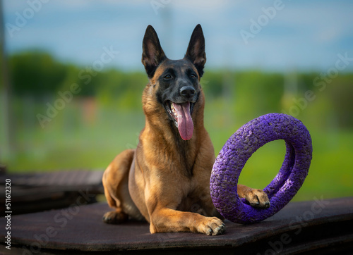 Portrait of a belgian shepherd malinois dog with purple puller toy