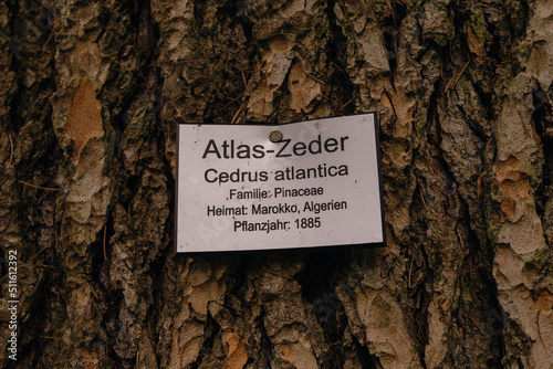 Atlas Zeder - Cedrus atlantica