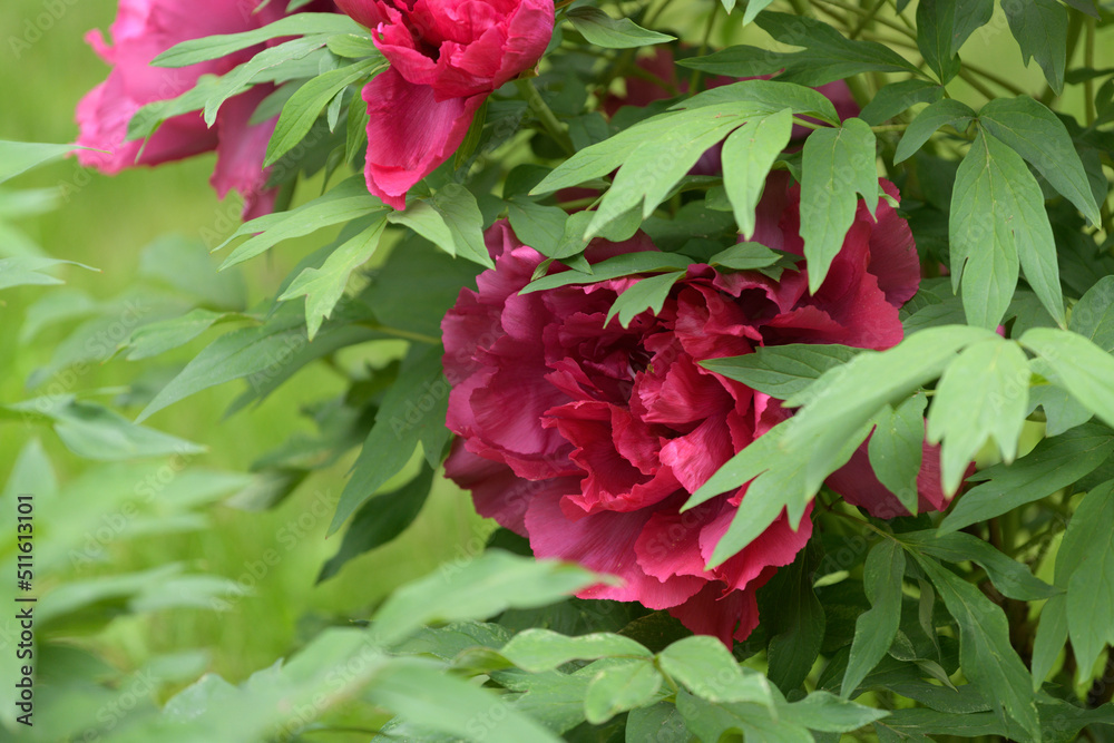 The tree peony blooming flowers.