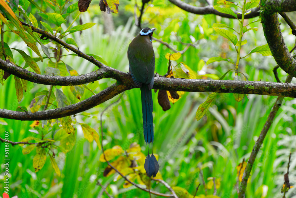 Obraz premium El momoto serrano3​ (Momotus aequatorialis), también denominado momoto corona azul, burgo montañés, barranquero, soledad o barranquillo de montaña (en Colombia) o relojero montañés (en Perú),4​ es una
