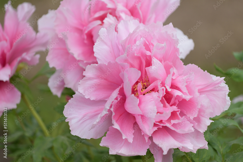 The tree peony blooming flowers.