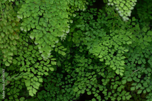 Delta maidenhair fern leaves photo