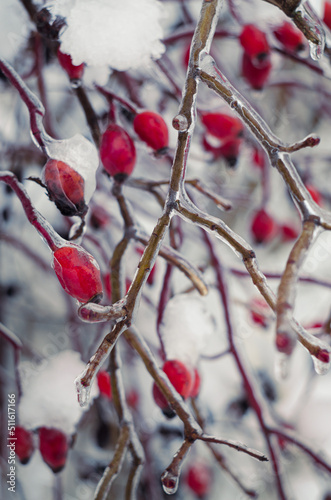 Billede på lærred Ripe rosehip berries on branches, ice-bound