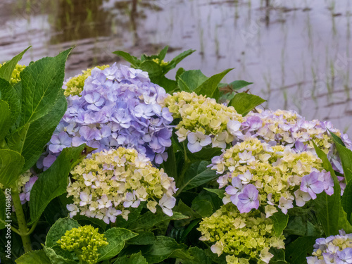 紫陽花のある風景