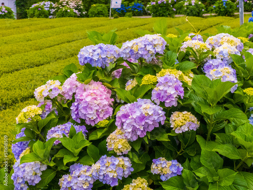 紫陽花のある風景