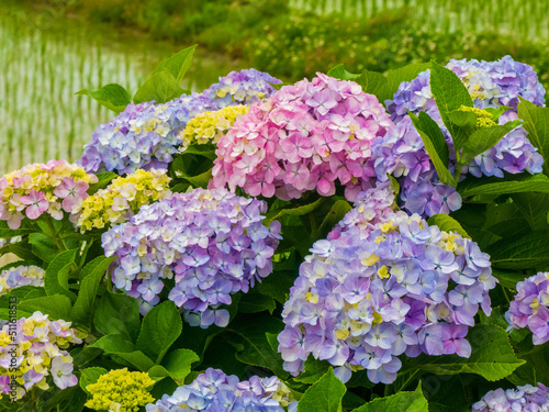 紫陽花のある風景