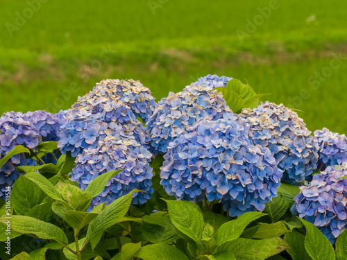 紫陽花のある風景