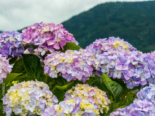紫陽花のある風景