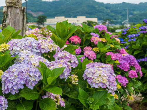 紫陽花のある風景