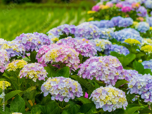 紫陽花のある風景