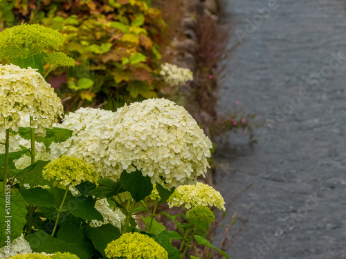 紫陽花のある風景