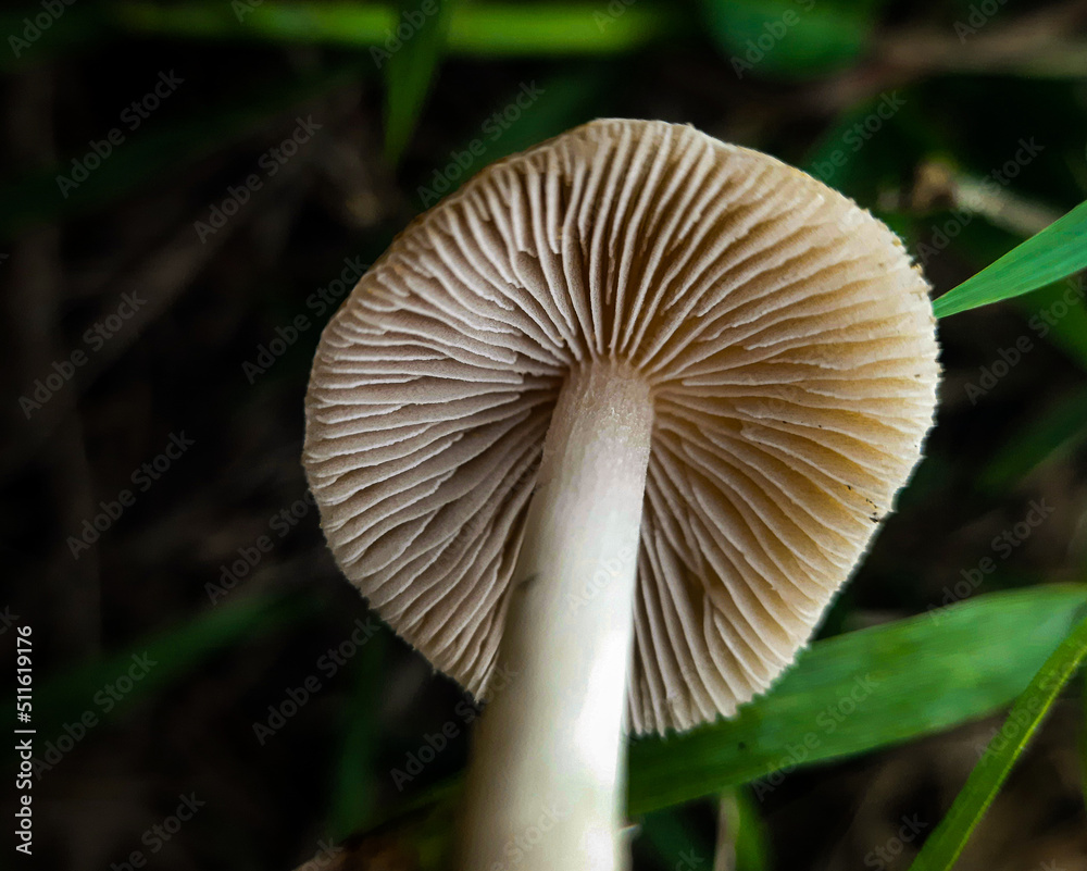 mushrooms in the forest mushrooms in the forest