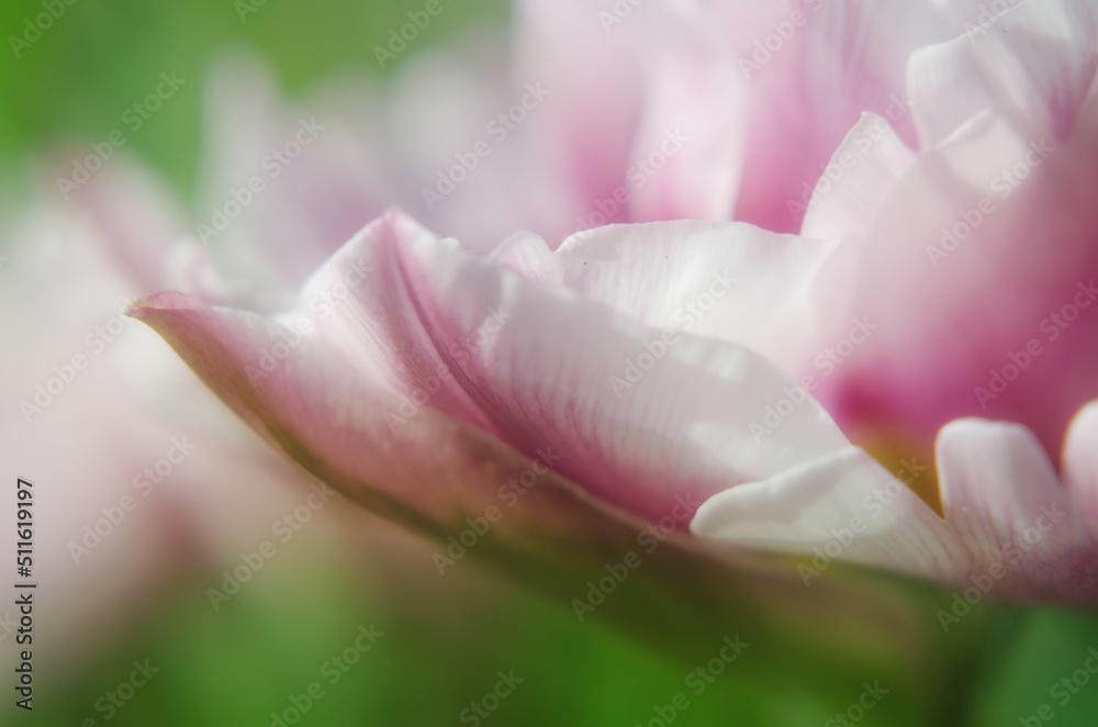 Tulip petals close-up