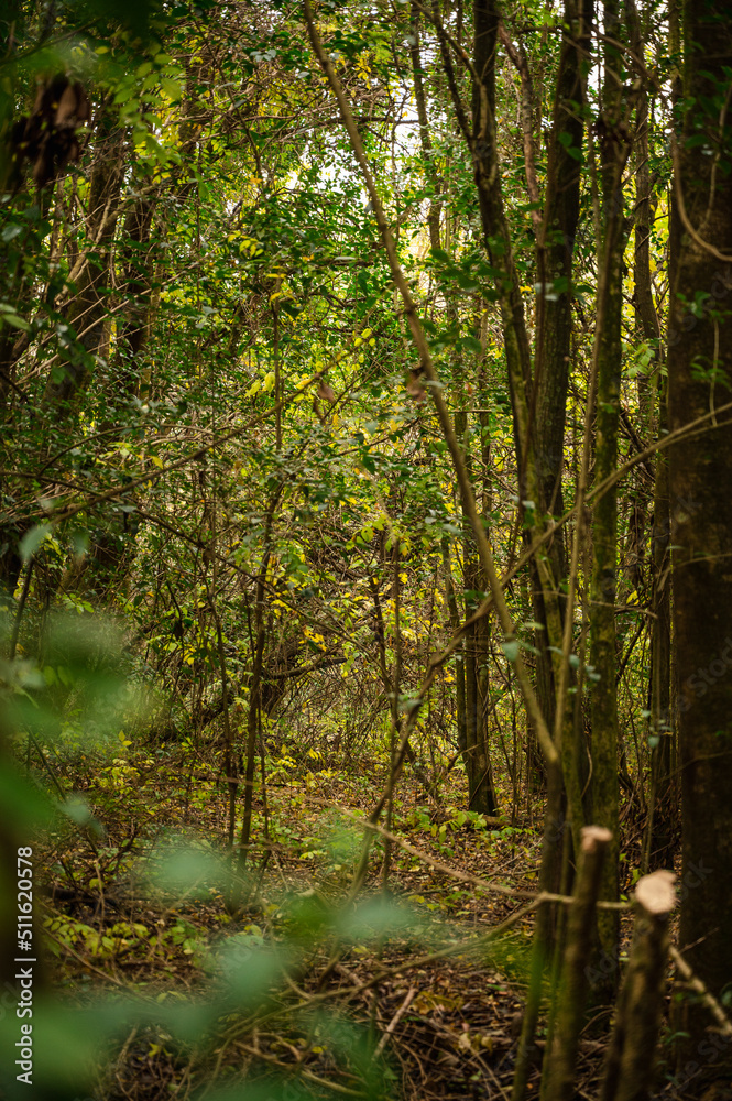 Obraz premium bosque