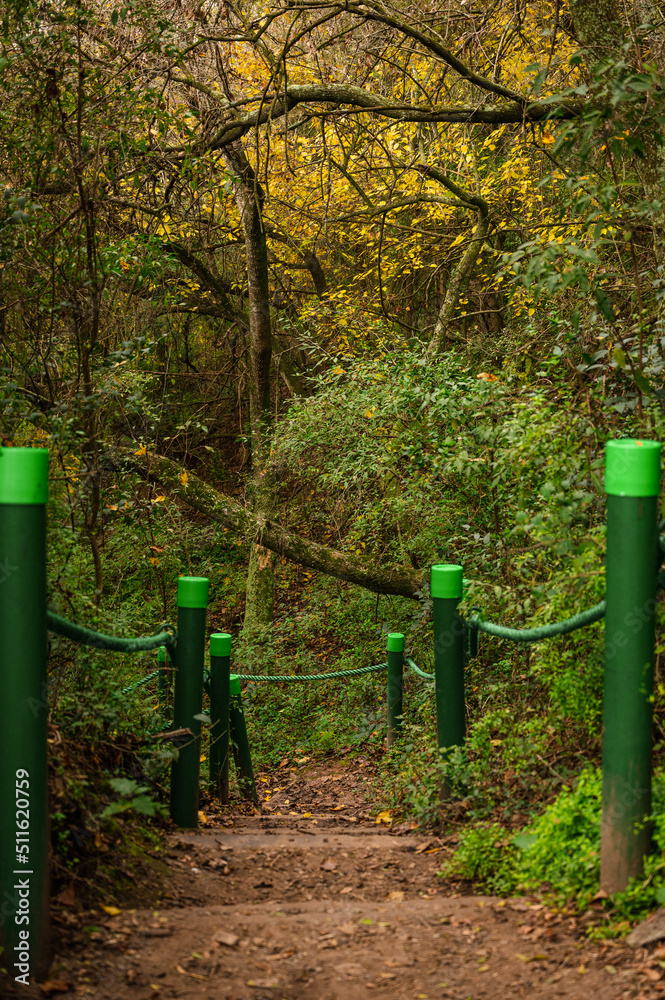 Fototapeta premium camino en el bosque