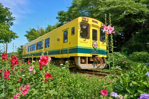 タチアオイ咲く初夏のいすみ鉄道　国吉駅付近