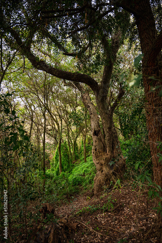   rbol en el bosque