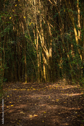 sendero en el bosque