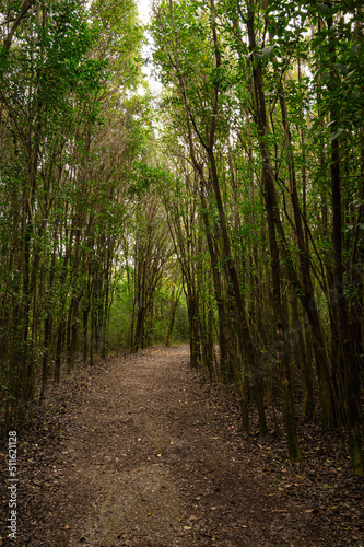 camino en el bosque