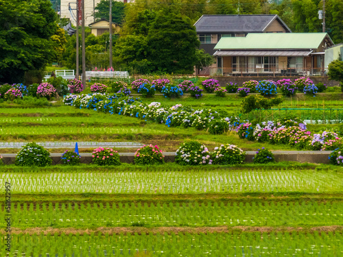 紫陽花のある風景