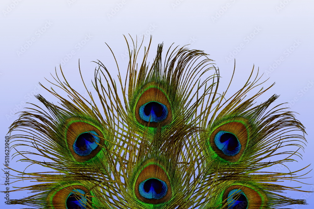 Fototapeta premium beautiful colorful peacock feather texture as background with text copy space