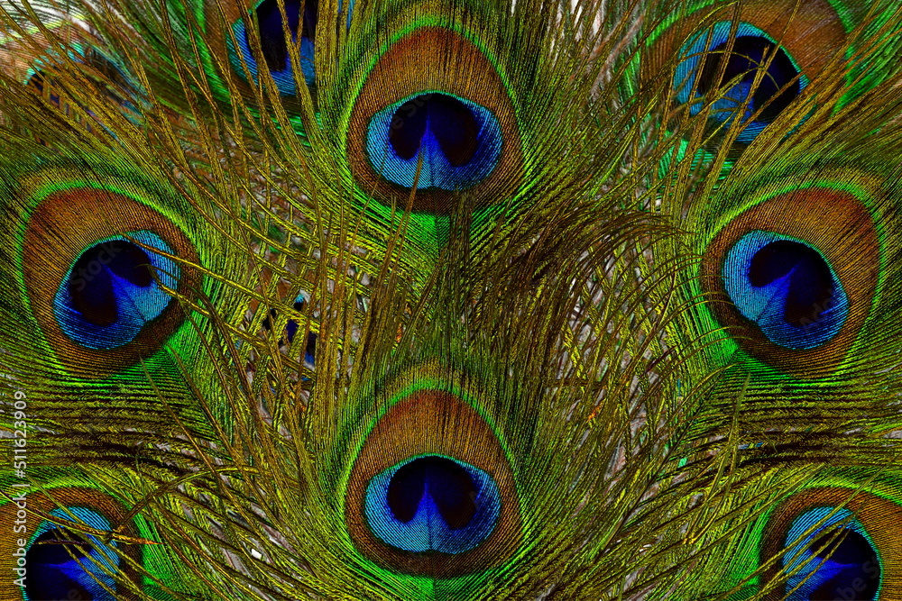 Fototapeta premium beautiful colorful peacock feather texture as background with text copy space