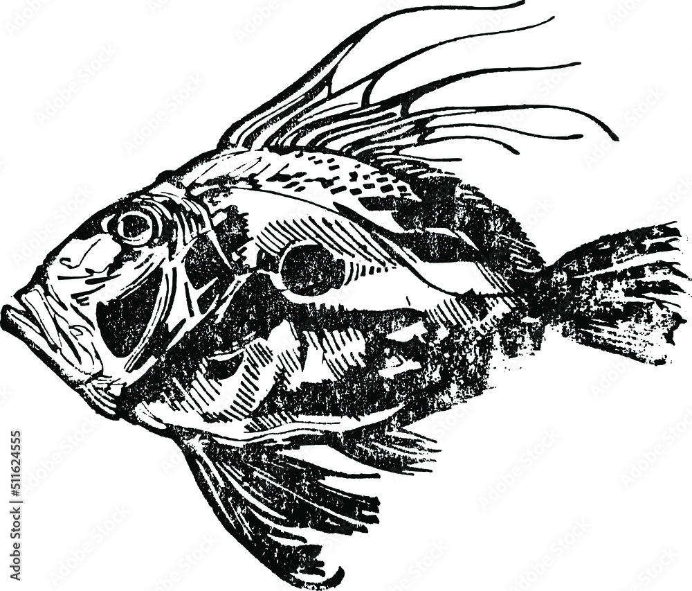 Fototapeta premium the vector sketch of a John Dory fish