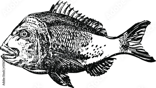 the vector sketch of a snapper fish photo