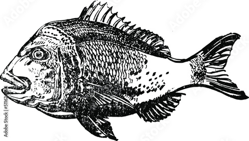 the vector sketch of a snapper fish