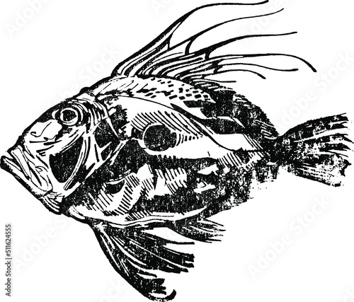 the vector sketch of a John Dory fish