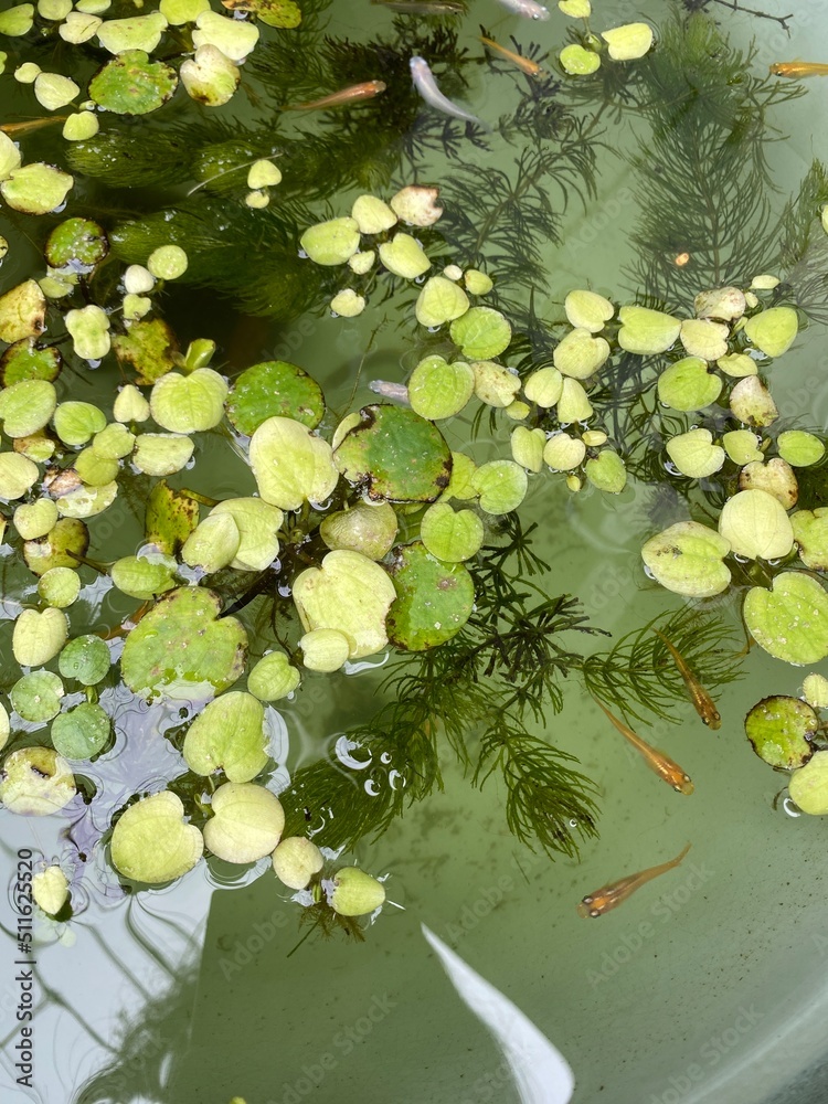 “Medaka” little tiny Japanese fishes in the tank, they are loved by