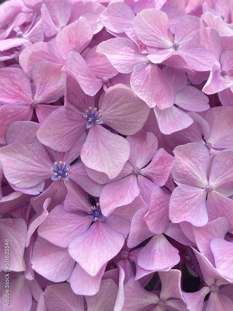 Beautiful hydrangeas on the street of Tokyo, lilac, pink, purple, violet, yellow, the transformation of colors are magnetic.  Year 2022 June 17th