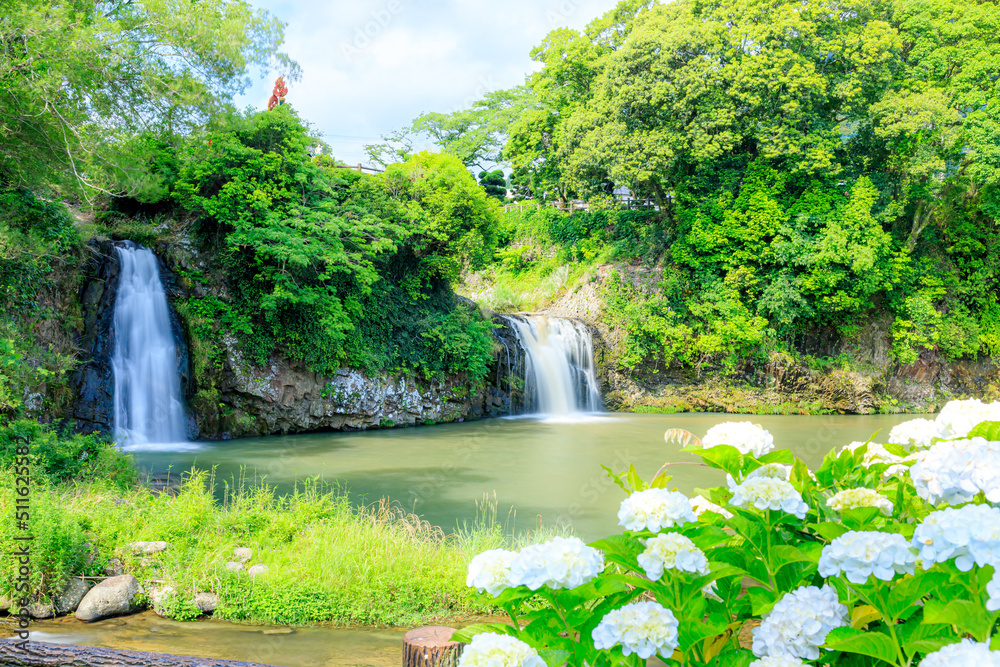 紫陽花と轟の滝　佐賀県嬉野市　Hydrangea and Todoroki Falls. Saga-ken Ureshino city.