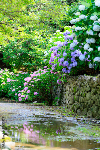 轟の滝公園の紫陽花　佐賀県嬉野市　Hydrangea in Todoroki Waterfall Park. Saga-ken Ureshino city. photo
