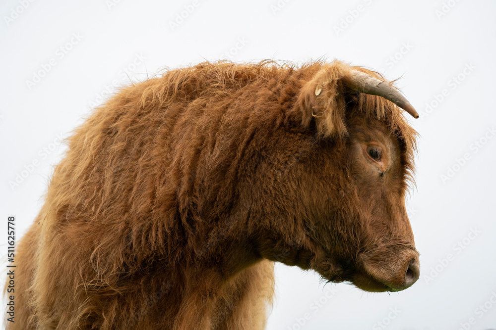 Fototapeta premium highlander cow