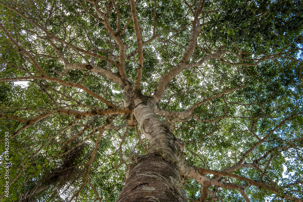 Fototapeta premium treetop