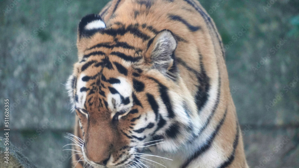 Fototapeta premium Siberian Tiger Amurtiger in Hanover Germany