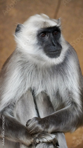 Hulman-Langur monkey sitting on a rock Close Up © TravelLensPro