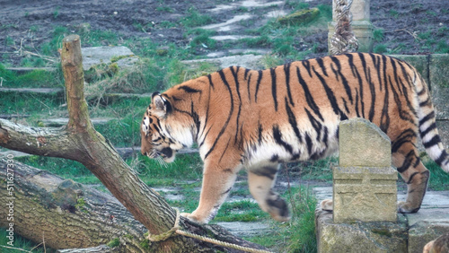 Siberian Tiger Amurtiger in Hanover Germany