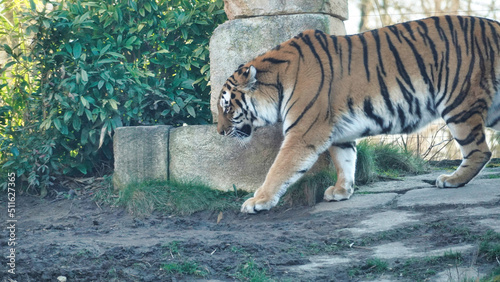 Siberian Tiger Amurtiger in Hanover Germany