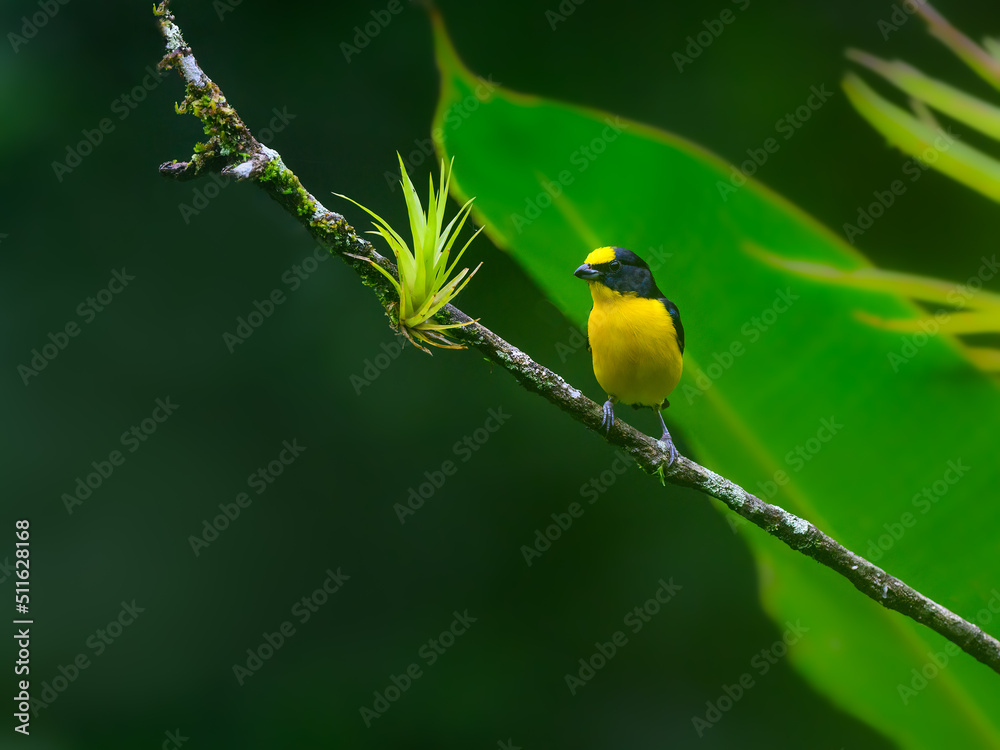 Male Thick-billed Euphonia on tree branch against green background Male Thick-billed Euphonia on tree branch against green background
