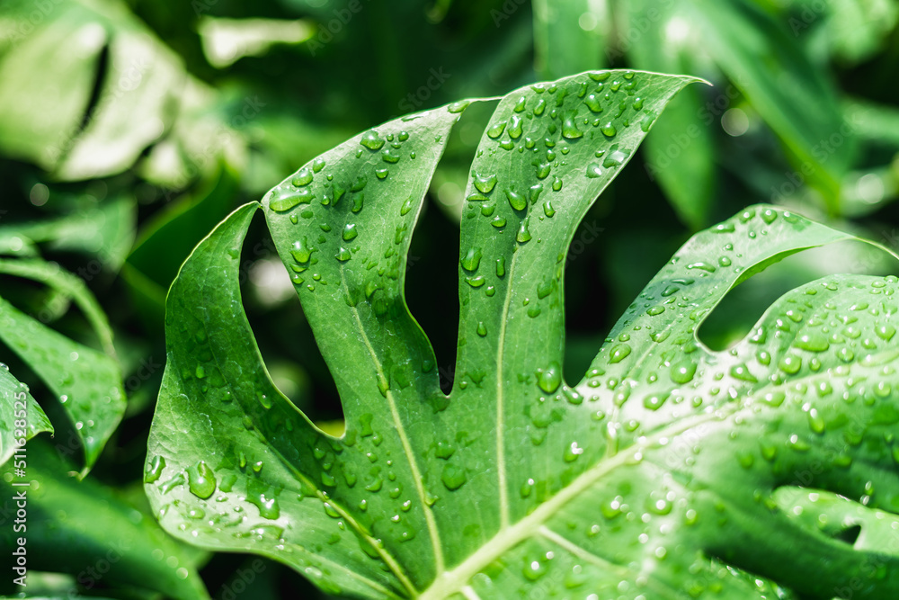 Fototapeta premium Monstera Deliciosa Split-Leaf Philodendron close up with water in bright greenhouse
