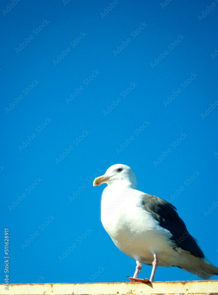 Obraz premium Lonely Seagull on the beach