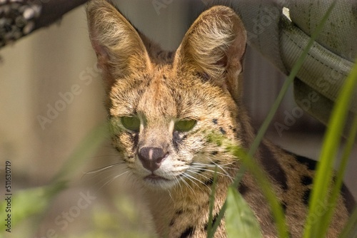 動物園のサーバルキャット photo